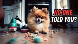 Things NO ONE tells you about owning a Pomeranian