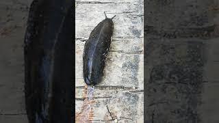 Slug (snail without shell)