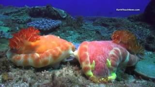 50 shades of Nudibranch