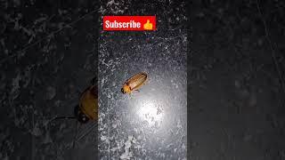 firefly || JUGNU  #firefly #ytshots #trending