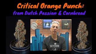 Critical Orange Punch from Dutch Passion Seed Company