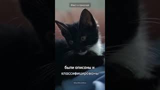 Как много видов животных на Земле? #факт #факты #атызнал #shorts #tiktok #facts #fact #интересно