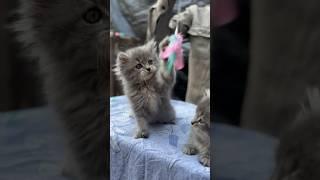 Cat pair available | #cat #cutecat #dog #bakramandi #deonarbakramandi #reels #vlogs #kotabakra