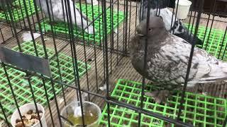 Oriental Frills on display at Reading’s Pigeon Association Show