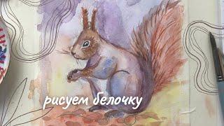 Как нарисовать белку How to draw a squirrel? Белка акварелью squirrel in watercolour