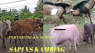 #Tawuran #Garutselatan.             Detik detik PERTARUNGAN SENGIT SAPI  VS  KAMBING