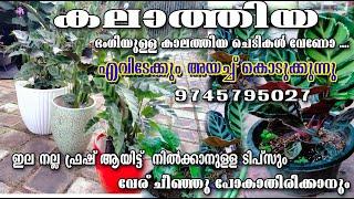 Calatheas/ Healthy Calatheas in Malayalam//Calatheas sale//Indoor plant/poppy happy vlogs/ACE GREENS