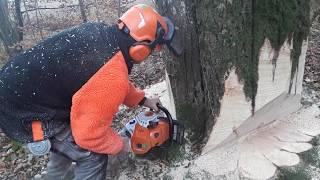 Abattage d'un gros Hêtre [STIHL ms 500i]