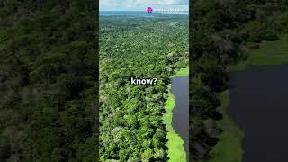 Mind-Blowing Facts About the Amazon Rainforest! #amazonrainforest #facts #shorts