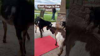 Goat Yoga is the best!   #goatyoga #yoga #goats #winery #events #fitness #Illinois