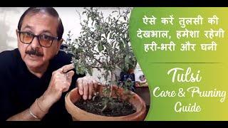 Tulsi Plant Care I Tulsi ko hara bhara karne ke upay I ऐसे करें तुलसी की देखभाल  I Taarun Chopraa