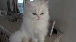 Persian cat talking cat talk with me.