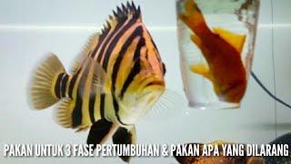 REVIEW SEGALA SESUATU TENTANG PAKAN IKAN DATZ (TIGER FISH)