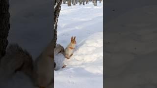 Боярочку не поймать  #squirrel #белка #нск  #siberiansquirrels #cute #animals  #winter #snow