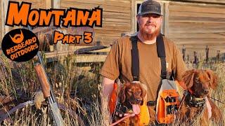 Montana Upland Bird Hunting 2023 (Part 3)