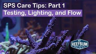 How to Keep SPS Coral Part 1: Testing, Lighting, and Flow