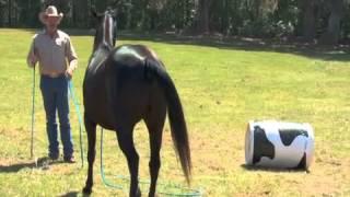 Psychology of Jumping Training - On Line Savvy Lesson with Pat Parelli