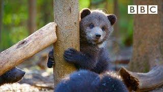 Orphaned bear cub's incredible recovery story - BBC