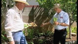 How To Divide And Re-Plant Irises