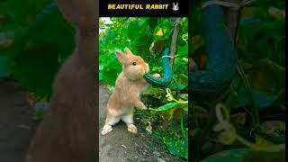 Beautiful Rabbit  #shorts #respect #youtubeshorts