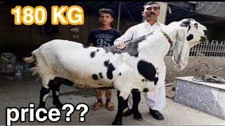 180 KG Sultan In Headlines Before Eid-Al-Adha | Most expensive goats ever | Bakra eid 2020