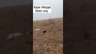 Грейхаунд#грейхаунд #тазы #охота #shortvideo #hunter #youtube #охотаназайца #dog #reels #природа