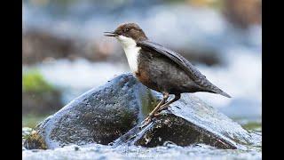 Dipper, a short film, wildlife photography in Scotland