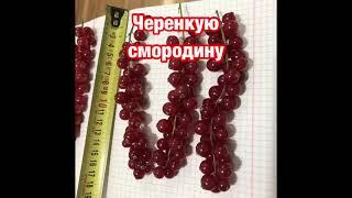 Черенкование смородины.