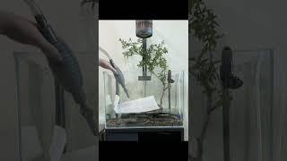 Escape to Nature in Your Living Room with This Stream Tank DIY | pondon.net