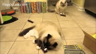 Ragdoll Cats Receive Yeowww! Catnip Cigar Three Pack Tin to Product Review - ねこ - ラグドール - Floppycats