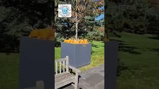 Find Jabber Ball In The Pumpkins