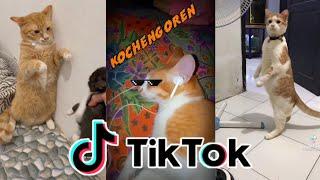 Kucing Lucu Main Tik Tok Bikin Ketawa Ngakak | Funny Cats and Kittens Meowing