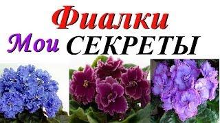 ФИАЛКА: советы НАЧИНАЮЩИМ! Мои СЕКРЕТЫ выращивания!