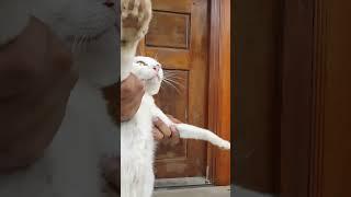 #cat .