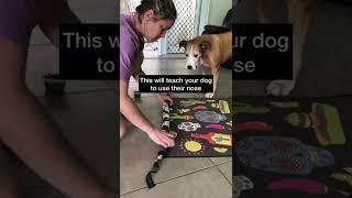 WATCH this EASY DIY DOG towel enrichment idea for STEP BY STEP INSTRUCTIONS