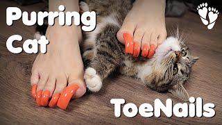 Purring Cat  Long ToeNails (asmr, purring)