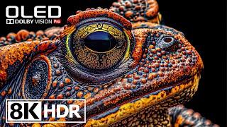Amazing HDR 8K 60FPS Video With Dolby Vision #8k #hdr