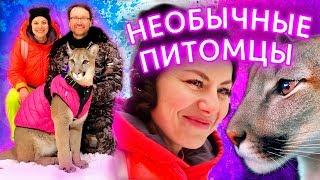 ЗАВОДИМ ПУМУ! ПИТОМЕЦ ПУМА В ДОМЕ И ПРОГУЛКА С ПУМОЙ В ЛЕСУ - НЕОБЫЧНЫЕ ДОМАШНИЕ ЖИВОТНЫЕ