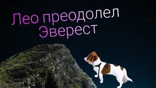 Лео залез га Эверест. Джек Рассел терьер щенок.