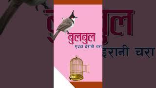 #bulbul #nepalichhapro #achyutghimirebulbul #gazalprogram #gazal #nepalisahitya #nepaligazal #shorts