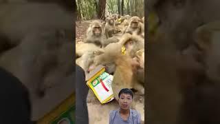 The greedy monkays #VDS monkey 222