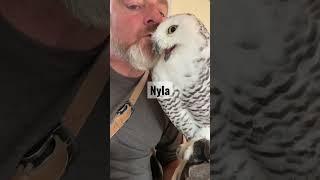 Nyla is back being trained for the winter owl encounters