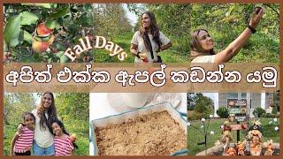 අපිත් එක්ක ඇමරිකාවේ ඇපල් කඩන්න යමු | APPLE PICKING | MOM LIFE WITH HESHI