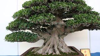 Ficus Bonsai inspiration