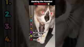 Ranking the Funniest Cat Moments on the Internet 