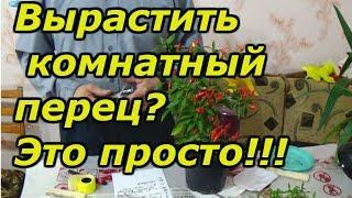 ХОТИТЕ ВЫРАСТИТЬ КОМНАТНЫЙ ПЕРЕЦ? ВСЁ ОЧЕНЬ ПРОСТО!!!