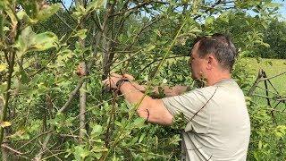 Обучение легавой работать верхним чутьем.