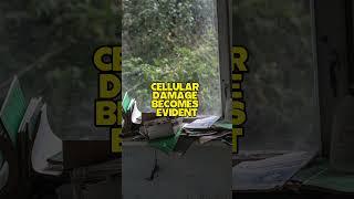 Devastating Impact of Radiation in the First 15 Minutes at Chernobyl? #Chernobyl #radiation #viral