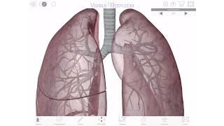 Visible Body | A 3D Virtual Tour of the Lungs