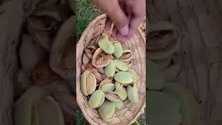 Part2 - Almond Harvesting from my  garden#almondtree#almond#almond in my garden #बादाम कटाई